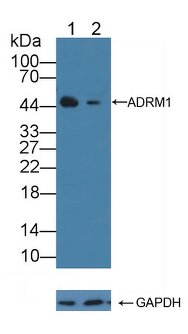 ADRM1 Antibody in Western Blot (WB)