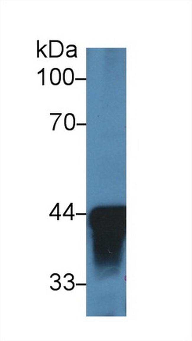 Alcohol Dehydrogenase 1A Antibody in Western Blot (WB)