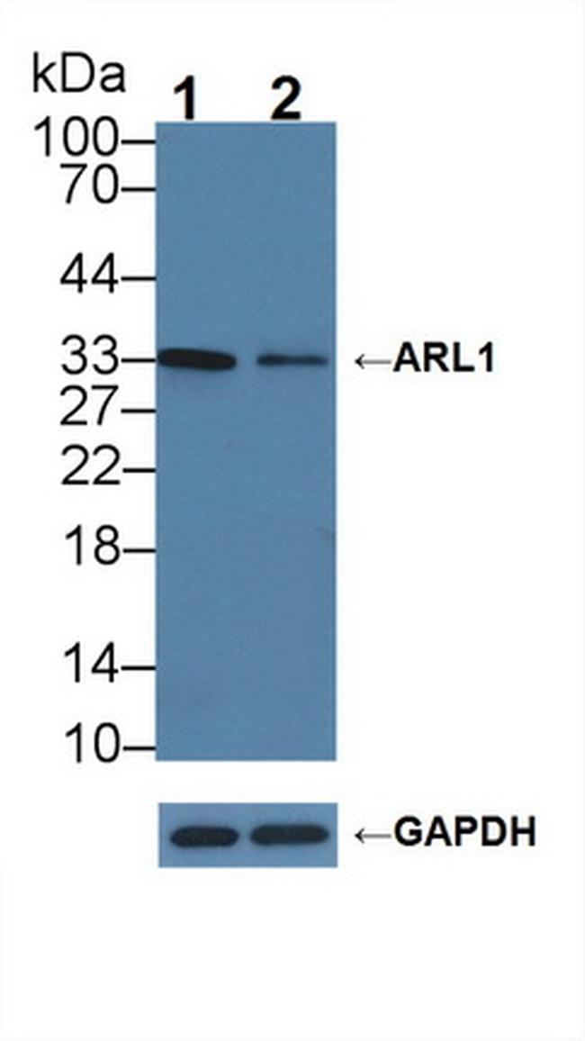AK1BA Antibody in Western Blot (WB)