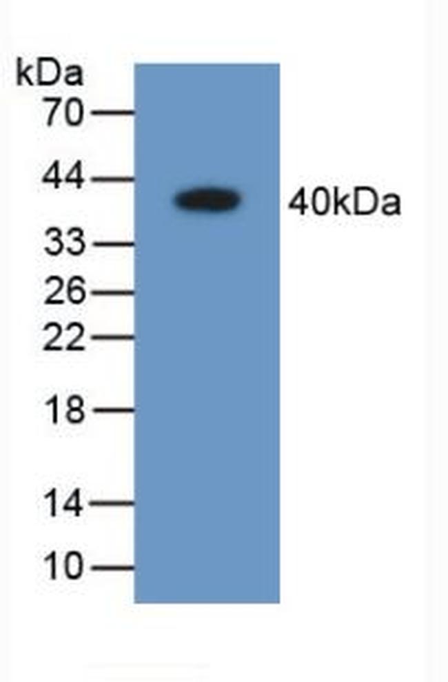 AK1BA Antibody in Western Blot (WB)