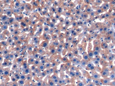 Orm1 Antibody in Immunohistochemistry (Paraffin) (IHC (P))