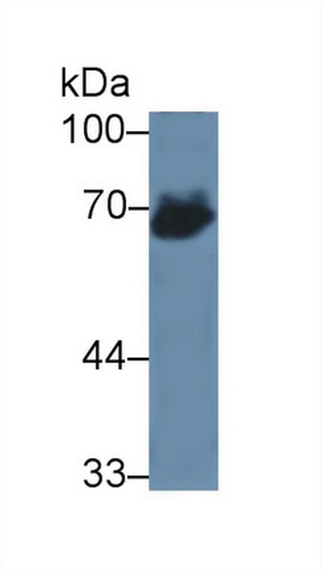 AFP Antibody in Western Blot (WB)