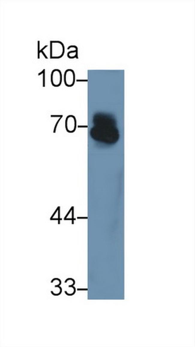 AFP Antibody in Western Blot (WB)