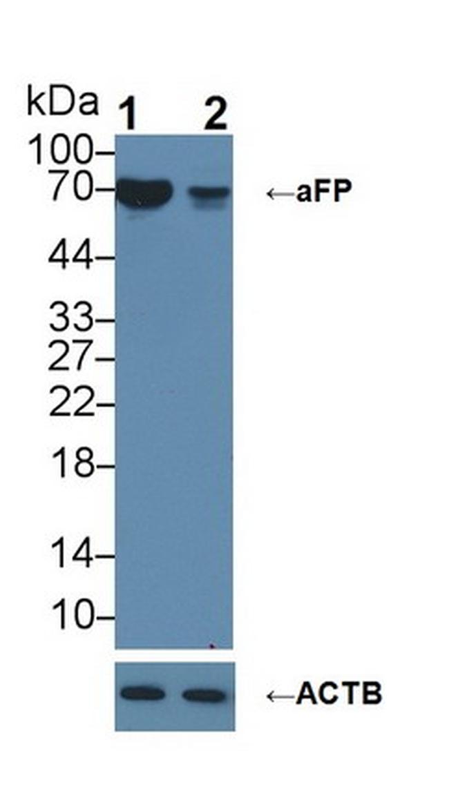 AFP Antibody in Western Blot (WB)