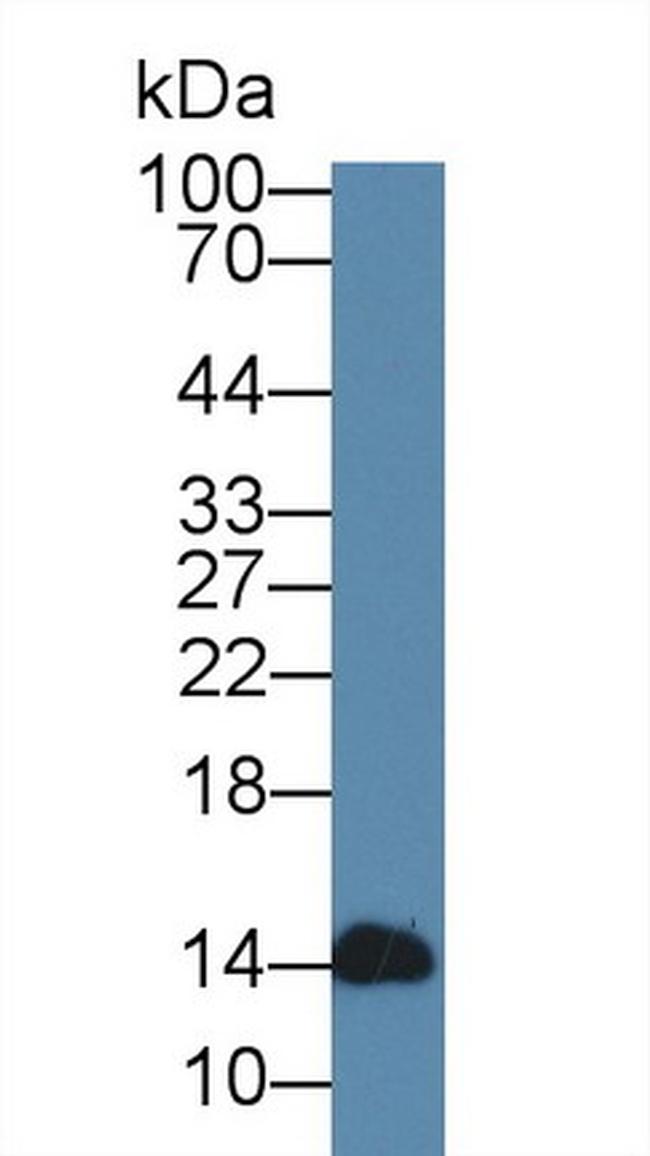 Alpha-lactalbumin Antibody in Western Blot (WB)