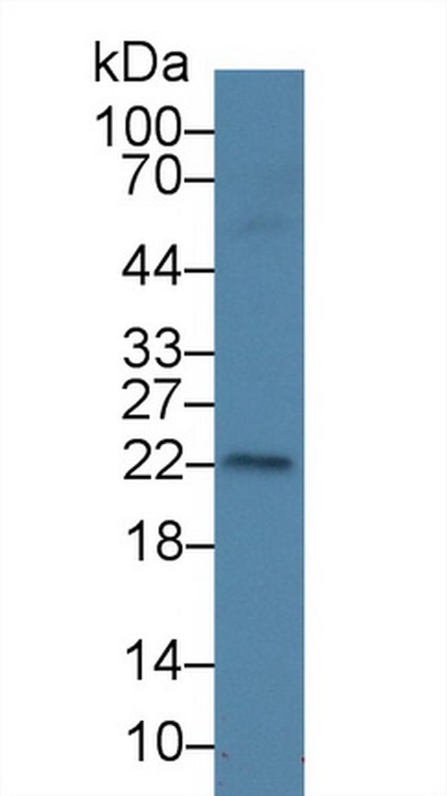 AMELX Antibody in Western Blot (WB)