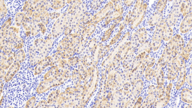 Aminoacylase Antibody in Immunohistochemistry (Paraffin) (IHC (P))