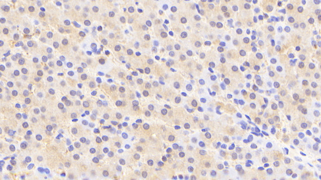 Aminoacylase Antibody in Immunohistochemistry (Paraffin) (IHC (P))