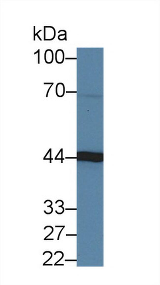 Aminoacylase Antibody in Western Blot (WB)