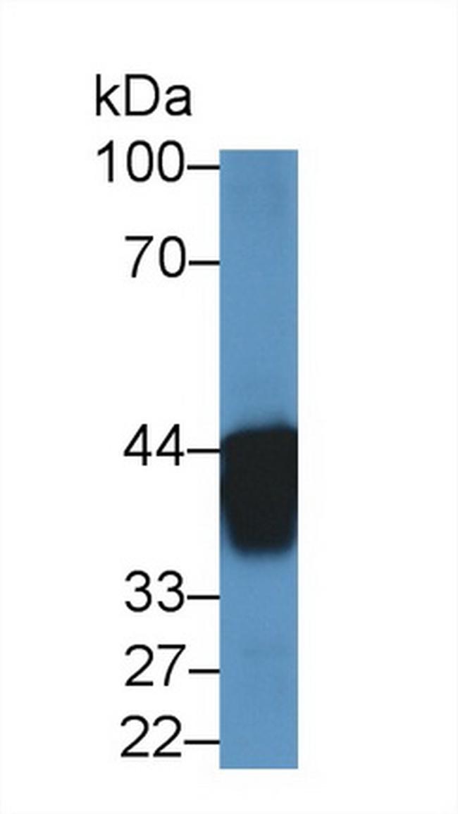 AUP1 Antibody in Western Blot (WB)