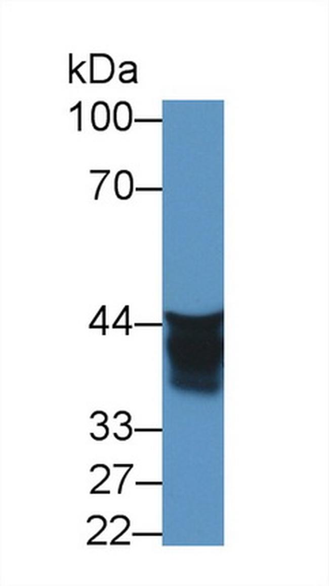 AUP1 Antibody in Western Blot (WB)