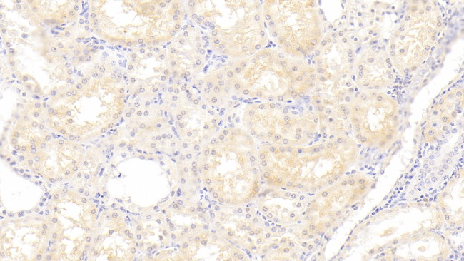 Angiogenin Antibody in Immunohistochemistry (Paraffin) (IHC (P))