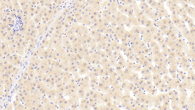 Angiogenin Antibody in Immunohistochemistry (Paraffin) (IHC (P))