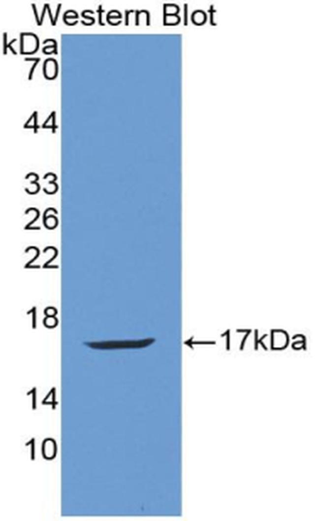 Angiogenin Antibody in Western Blot (WB)