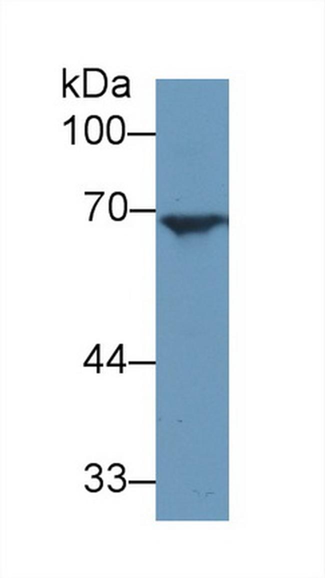 Angiopoietin 2 Antibody in Western Blot (WB)