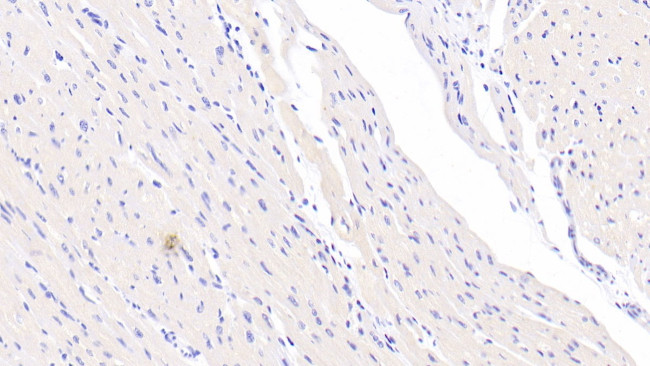 Annexin A9 Antibody in Immunohistochemistry (Paraffin) (IHC (P))