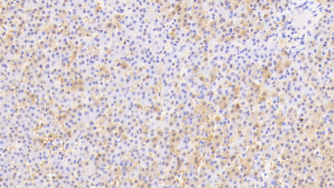 Annexin A9 Antibody in Immunohistochemistry (Paraffin) (IHC (P))