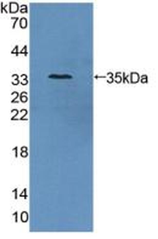 AZIN1 Antibody in Western Blot (WB)