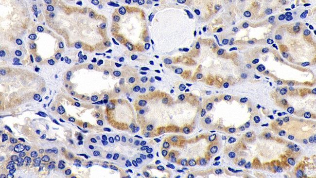 AIF Antibody in Immunohistochemistry (Paraffin) (IHC (P))