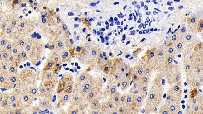 AIF Antibody in Immunohistochemistry (Paraffin) (IHC (P))