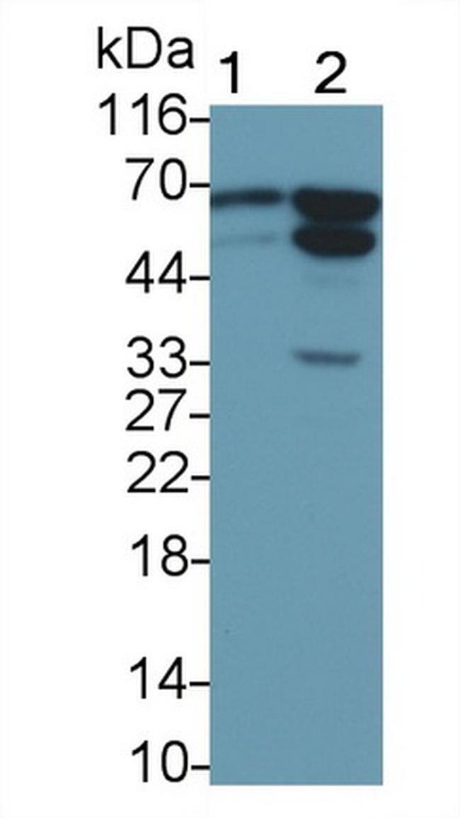 AIF Antibody in Western Blot (WB)