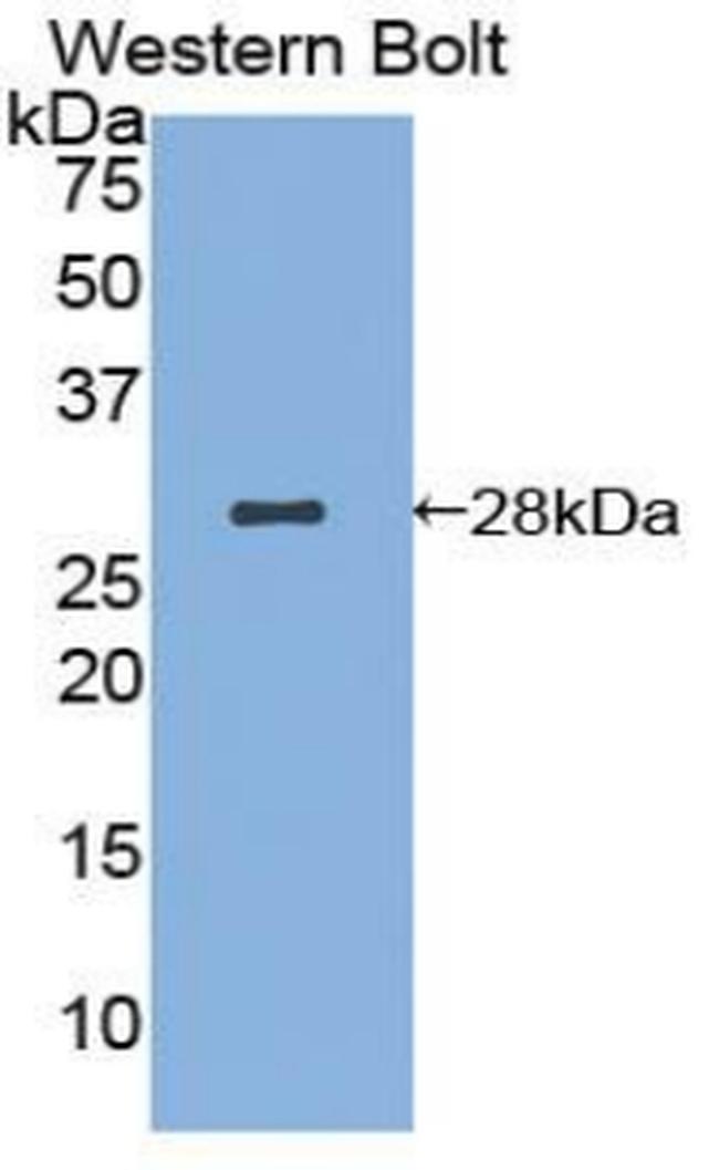 AIF Antibody in Western Blot (WB)