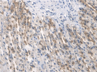 BMAL1 Antibody in Immunohistochemistry (Paraffin) (IHC (P))