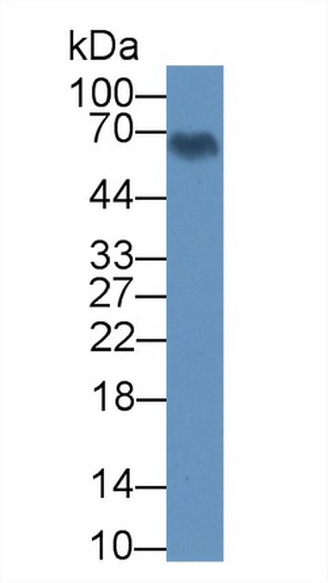 BMAL1 Antibody in Western Blot (WB)