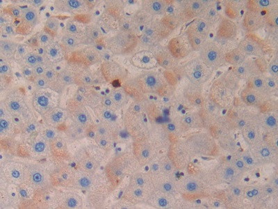 Azurocidin Antibody in Immunohistochemistry (Paraffin) (IHC (P))