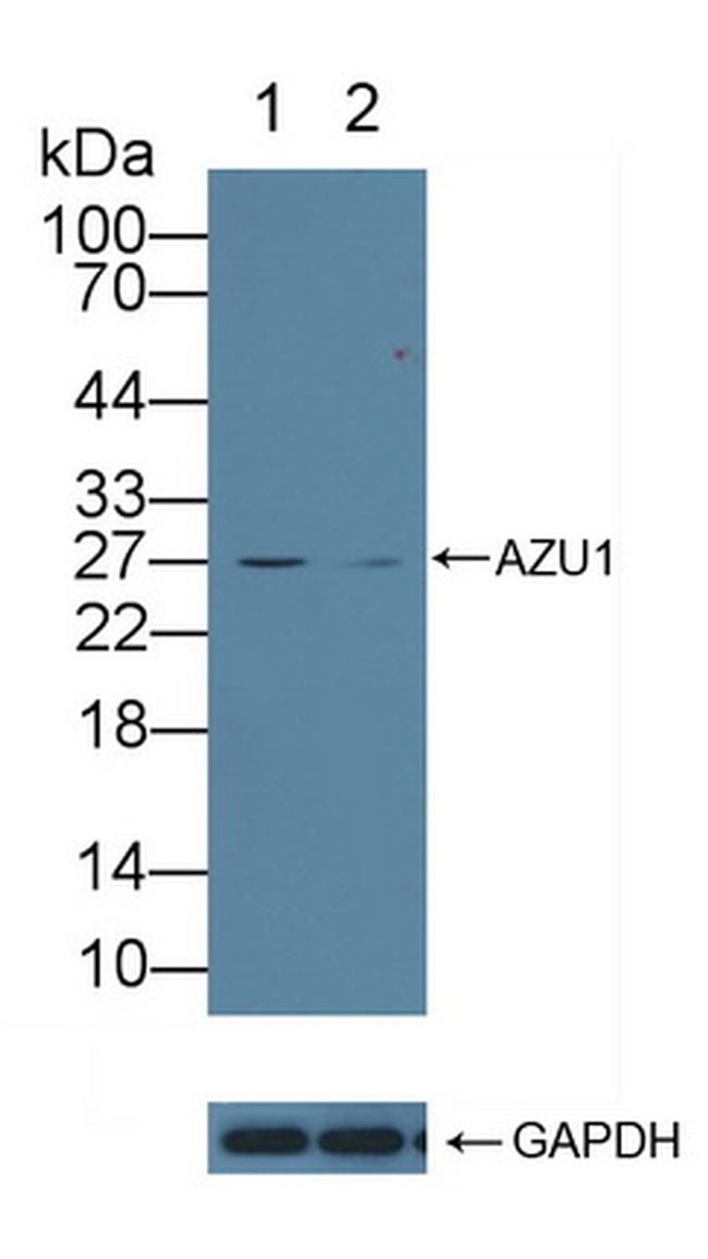 Azurocidin Antibody in Western Blot (WB)