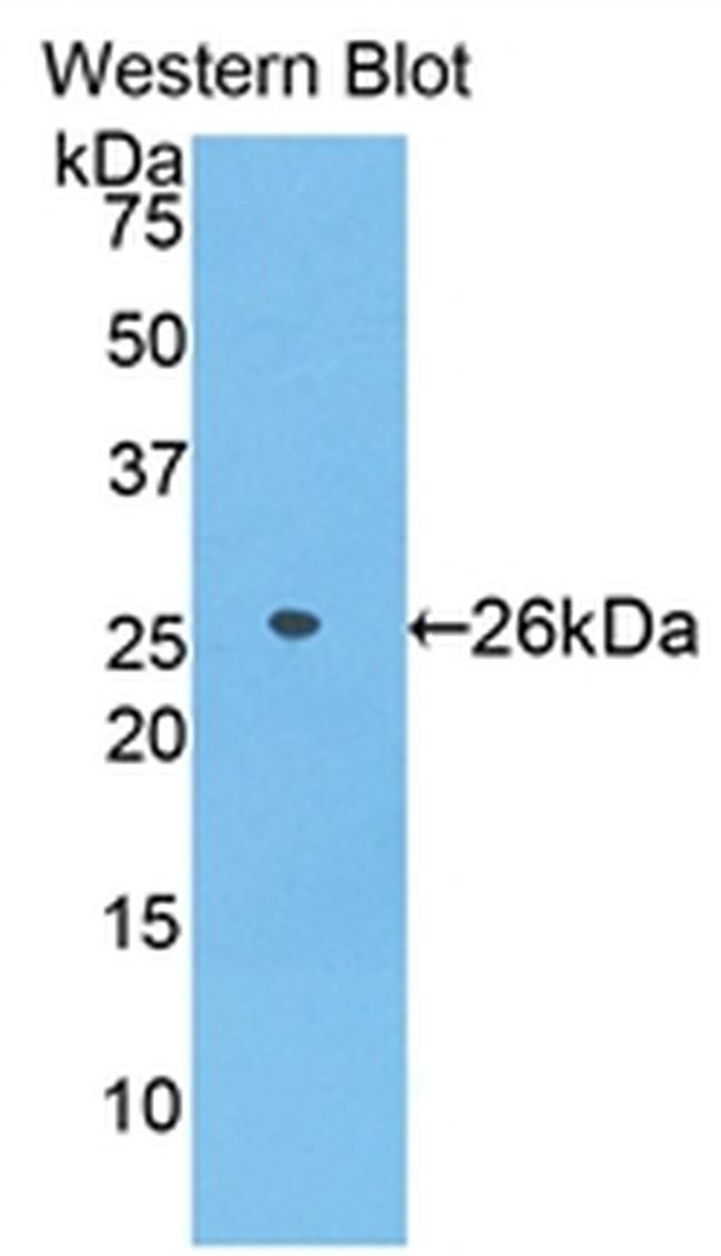 Azurocidin Antibody in Western Blot (WB)