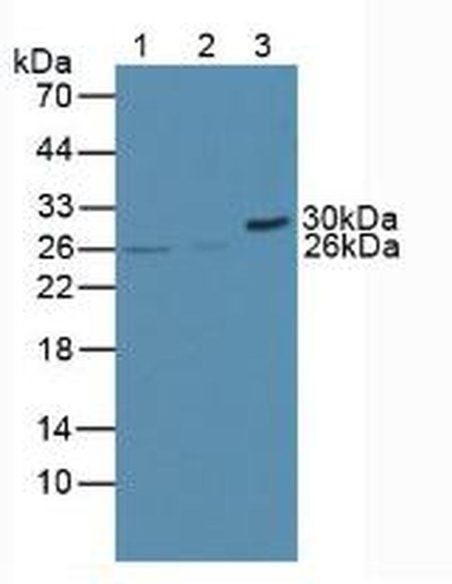 Bcl-2 Antibody in Western Blot (WB)