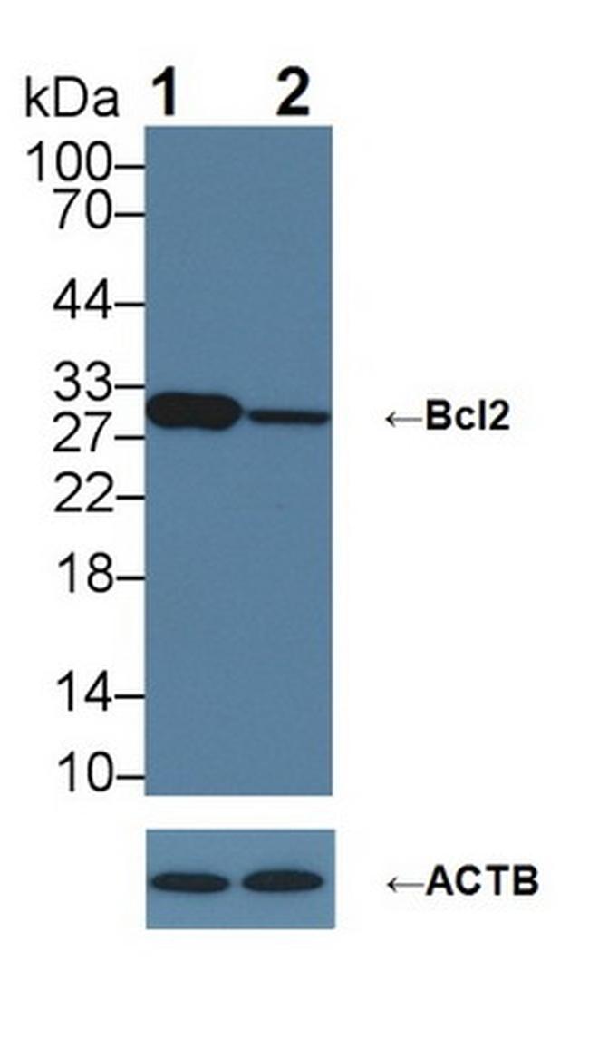 Bcl-2 Antibody in Western Blot (WB)