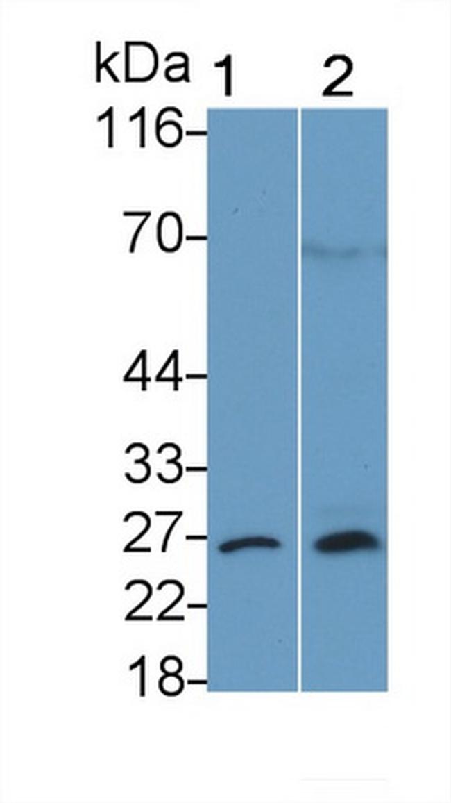 Bcl-2 Antibody in Western Blot (WB)