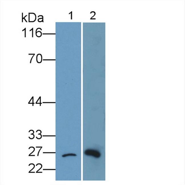 Bcl-2 Antibody in Western Blot (WB)