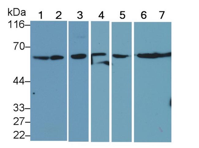 Beclin 1 Antibody in Western Blot (WB)