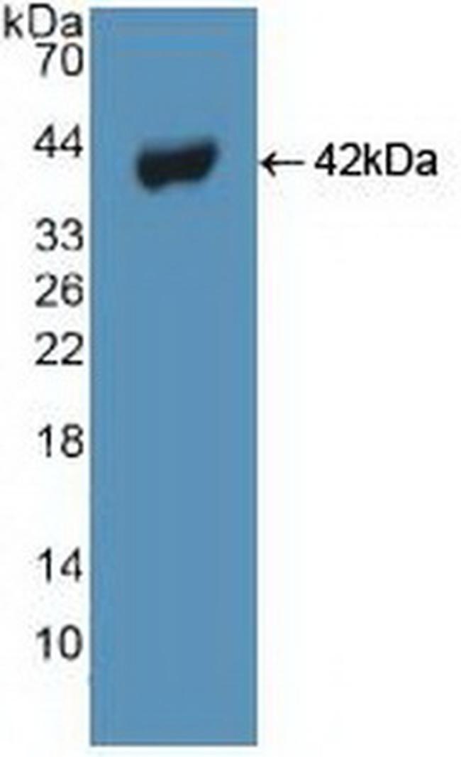 Beclin 1 Antibody in Western Blot (WB)