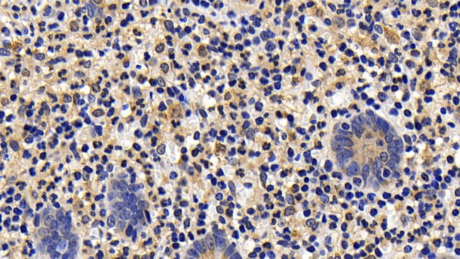 BID Antibody in Immunohistochemistry (Paraffin) (IHC (P))