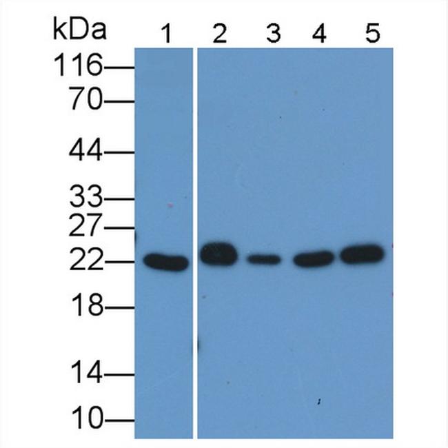 BID Antibody in Western Blot (WB)