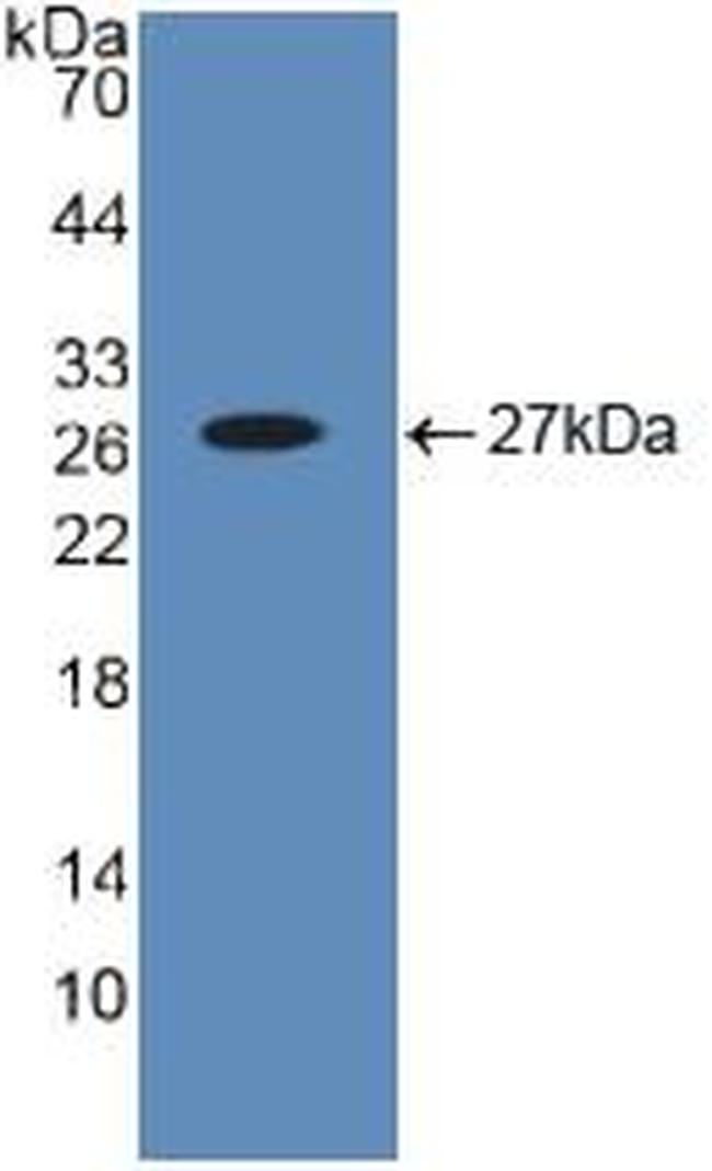 BID Antibody in Western Blot (WB)