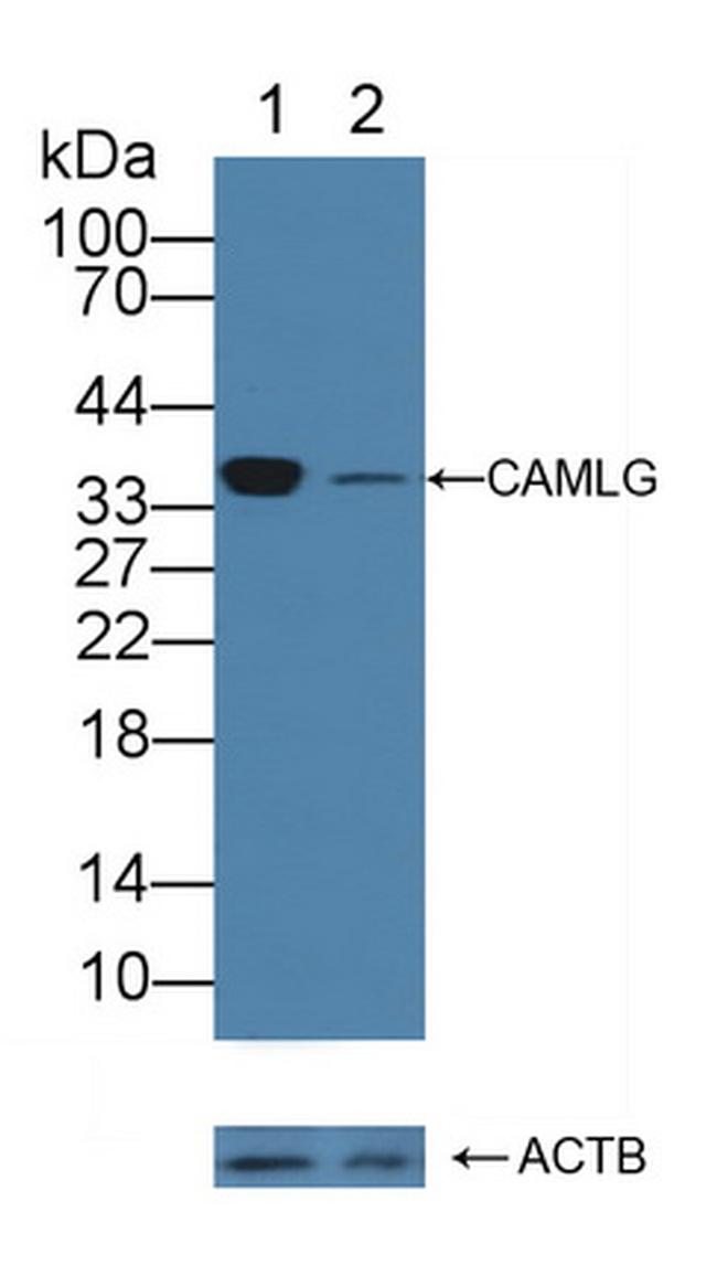 CAMLG Antibody in Western Blot (WB)