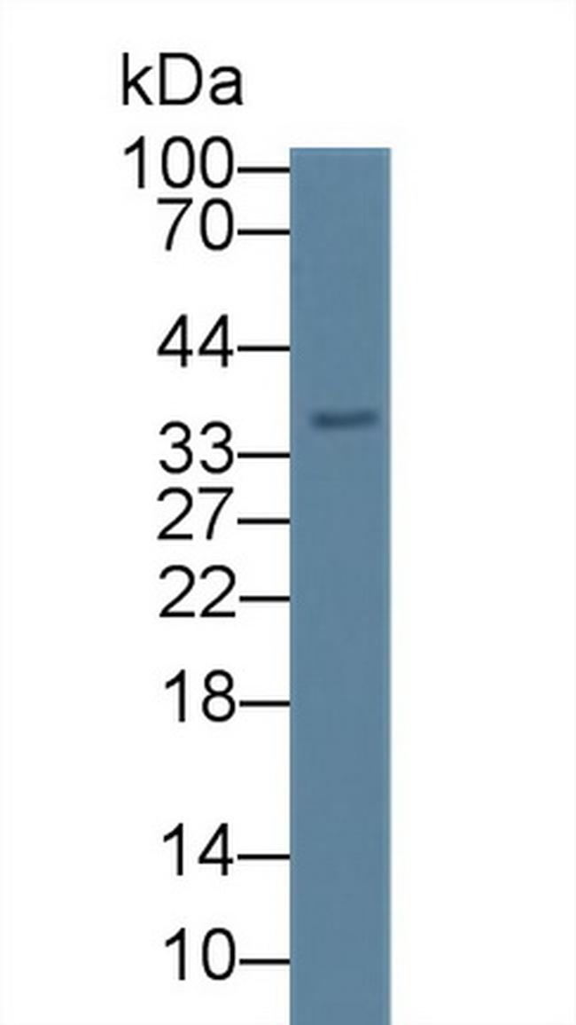 CAMLG Antibody in Western Blot (WB)