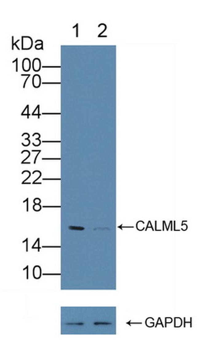 CALML5 Antibody in Western Blot (WB)