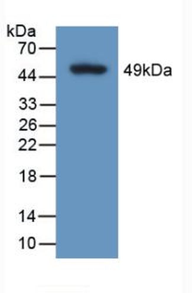 Calumenin Antibody in Western Blot (WB)