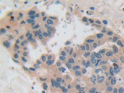 Beta-casein Antibody in Immunohistochemistry (Paraffin) (IHC (P))