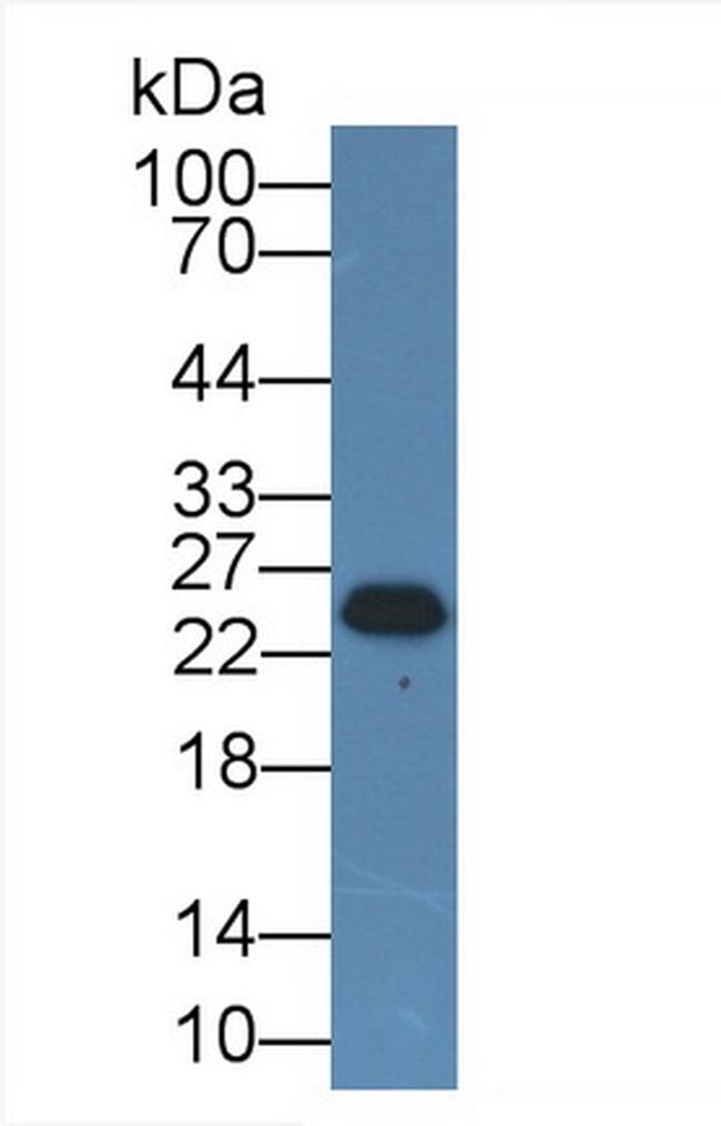 Beta-casein Antibody in Western Blot (WB)