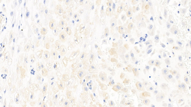 Caspase 1 Antibody in Immunohistochemistry (Paraffin) (IHC (P))