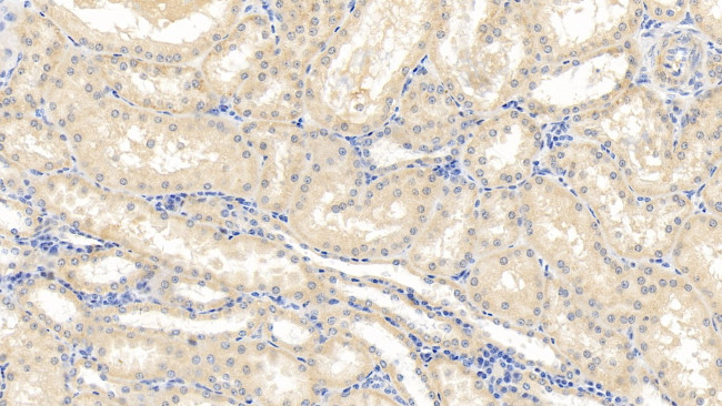 Caspase 1 Antibody in Immunohistochemistry (Paraffin) (IHC (P))