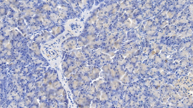 Caspase 1 Antibody in Immunohistochemistry (Paraffin) (IHC (P))