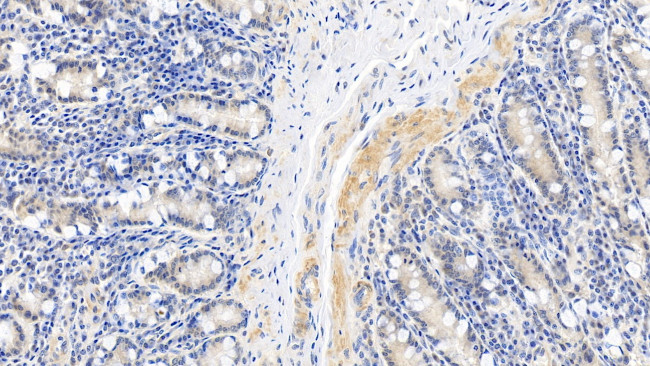 Caspase 1 Antibody in Immunohistochemistry (Paraffin) (IHC (P))